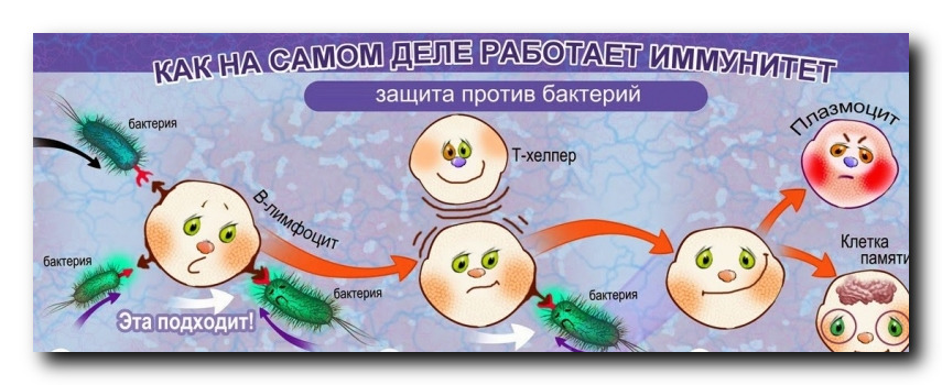 как укрепить иммунитет